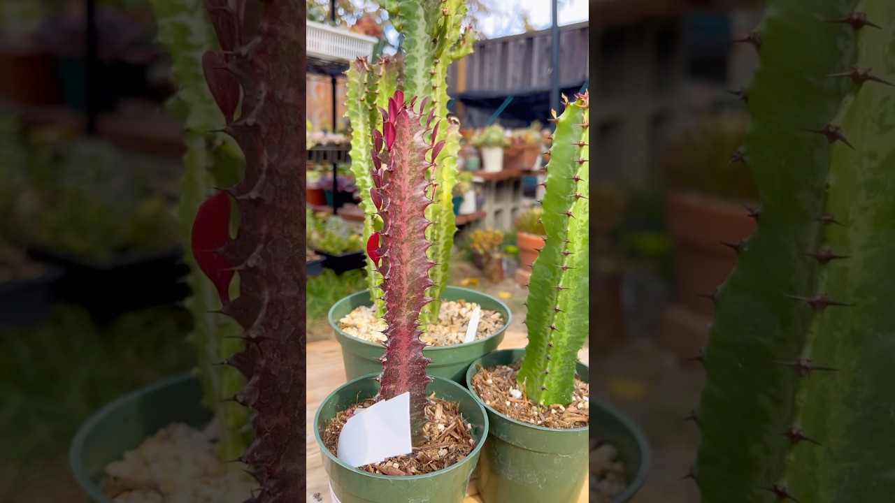 Euphorbia Trigona (Green & Ruby) - African Milk Tree #succulents