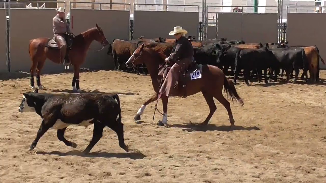 2022 Region 4 AHA Championship Show Class 414 Arabian Ranch Horse Cutting
