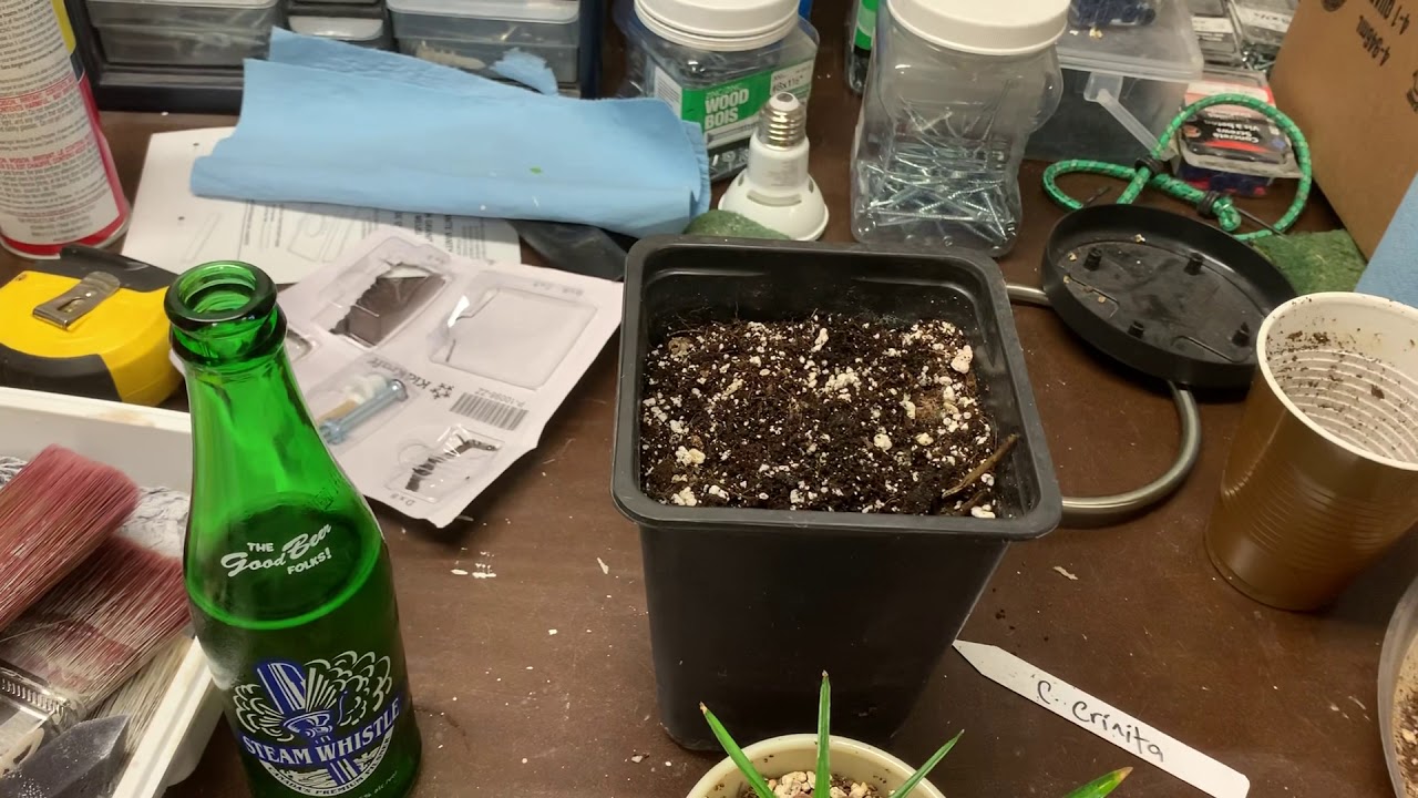 Coccothrinax crinita (old man palm) seedling vlog