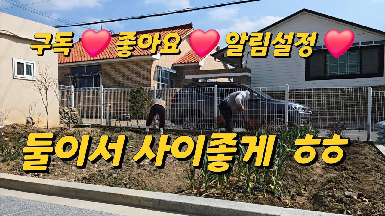 상추 이렇게 키우면 폭풍수확 ??