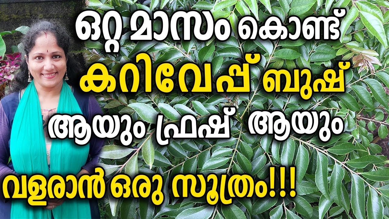 ഒറ്റ മാസം കൊണ്ട് കറിവേപ്പ് ബുഷ് ആയും ഫ്രഷ് ആയും വളരാൻ !! | Curry leaves PLANT BOOSTER TIPS Malayalam