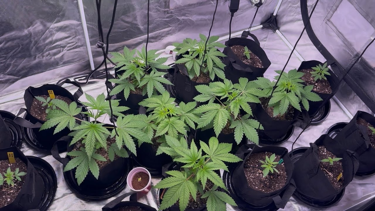 Maximizing Canopy in a 8x4 SOG Grow