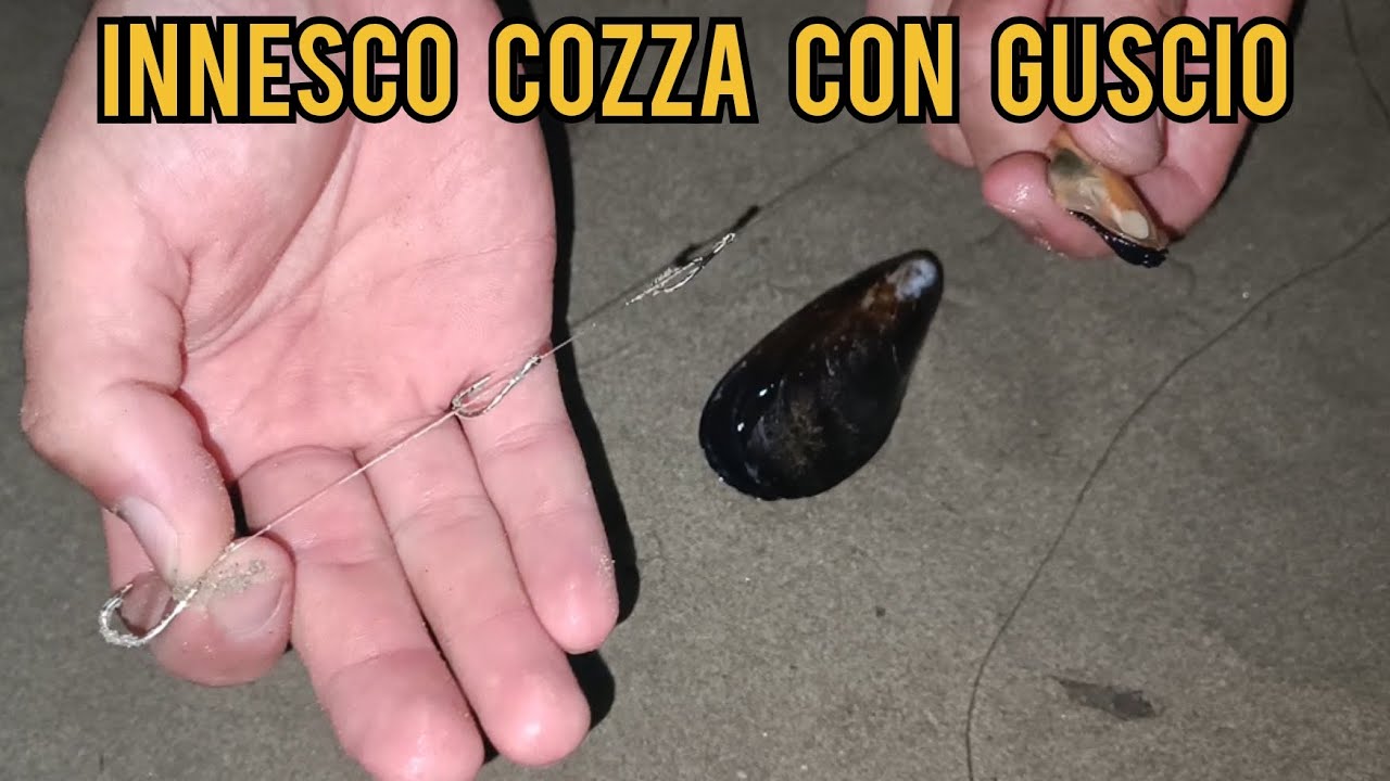 Innesco della COZZA con GUSCIO per insidiare ORATE e SARAGHI - surfcasting