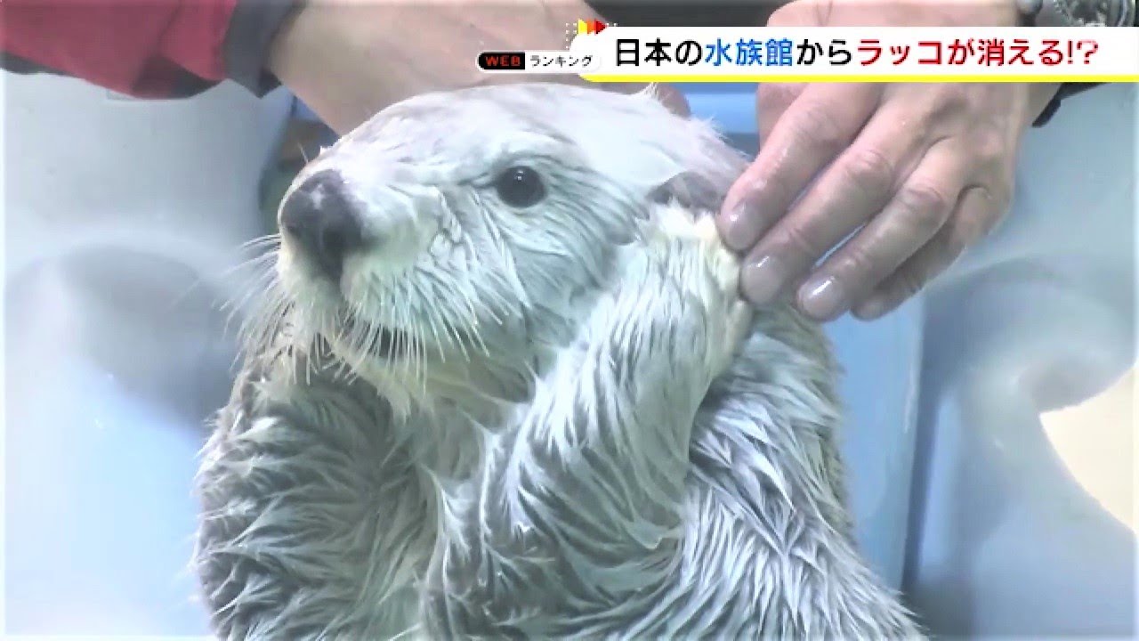 ピーク時122頭→現在3頭に…日本の水族館で『ラッコ』見られるのはあと数年か 背景にあった“2つの理由”