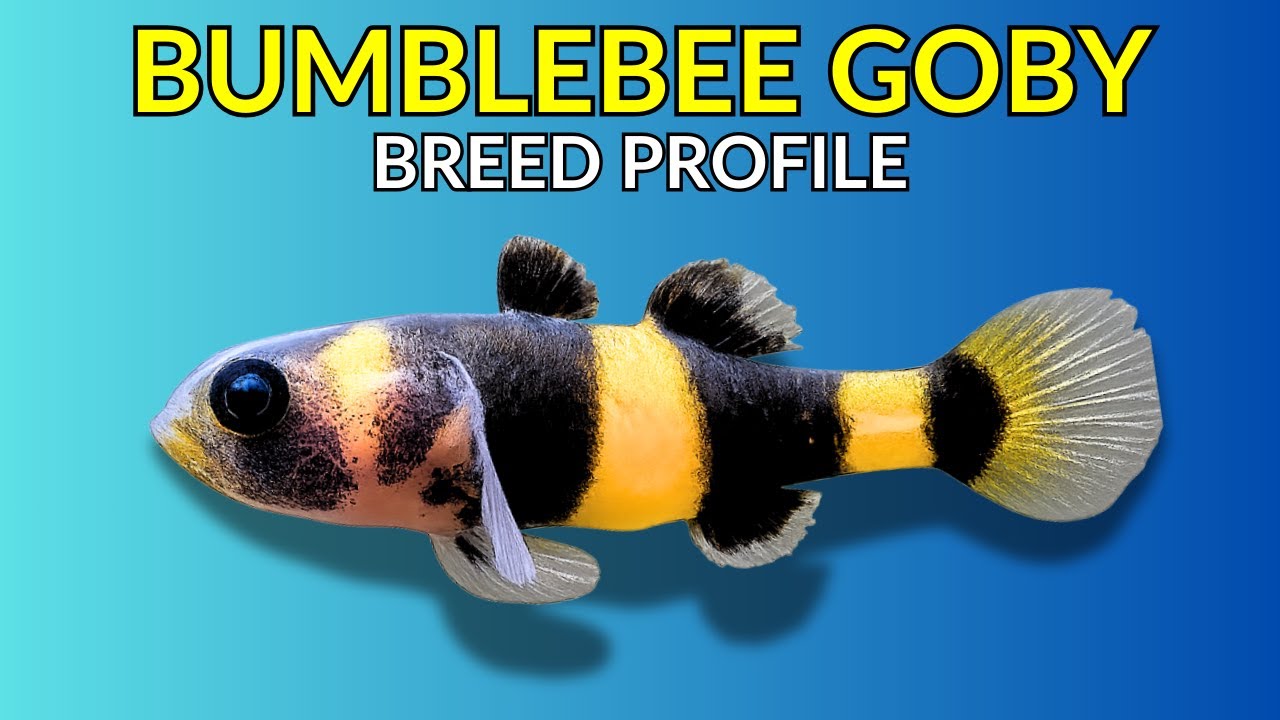 Bumblebee Goby Care Guide | Tank Setup  Feeding  Breeding & Lifespan