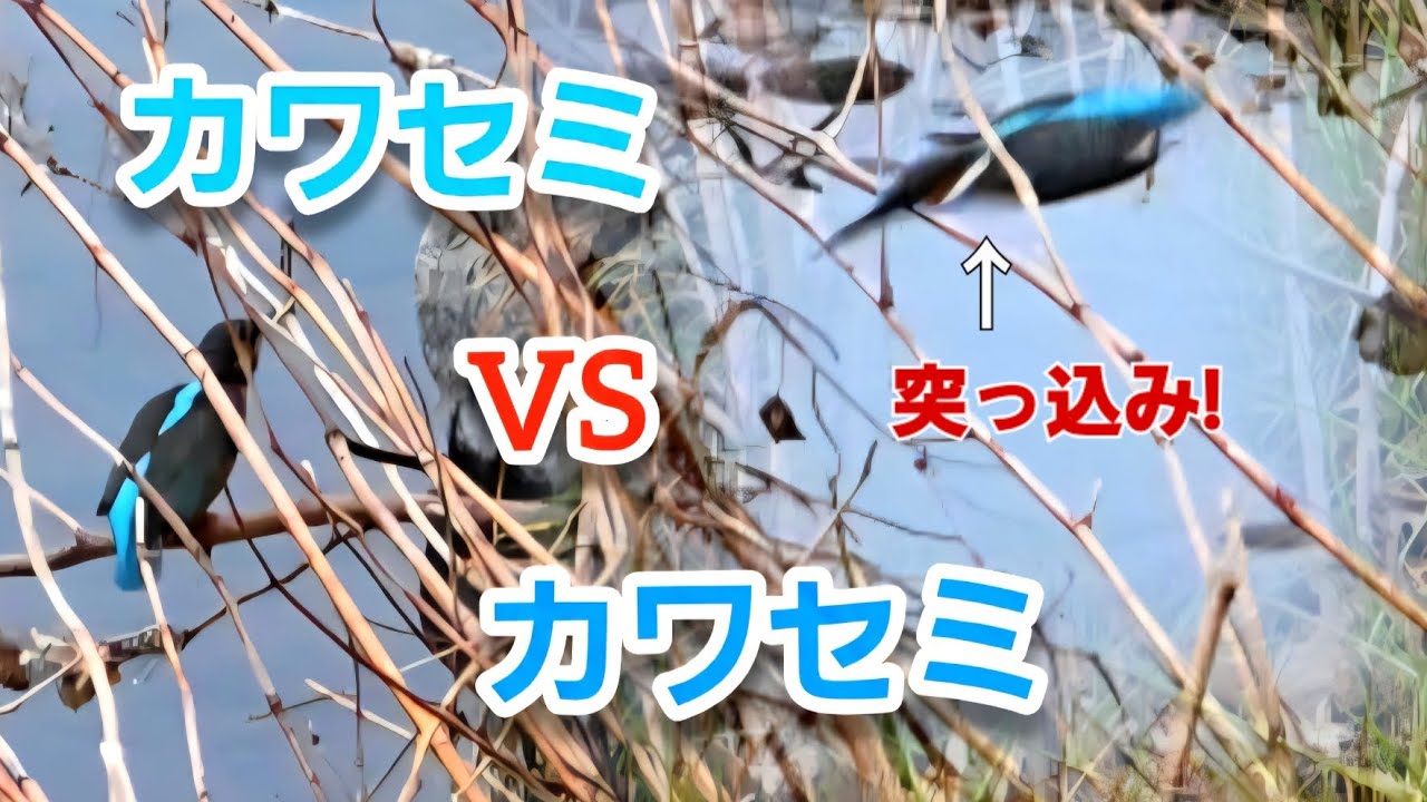 早っ🫢。2026.2.11『カワセミ』#vlog #shorts #日本 #かわいい #癒し #自然#観察#散歩#野鳥 