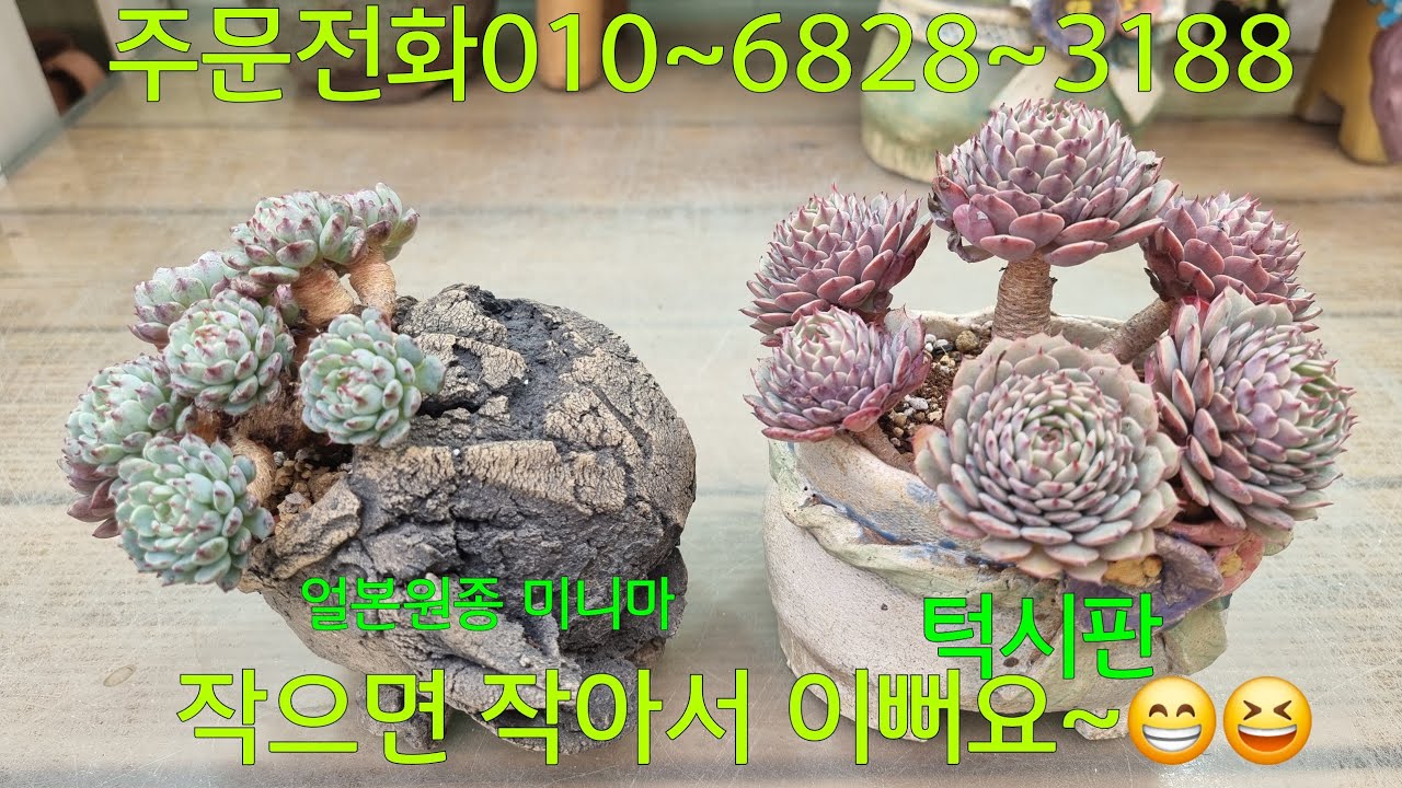 (26.2.5.목)💞일본원종미니마💞턱시판💞묵둥이 귀요미들~😆😁