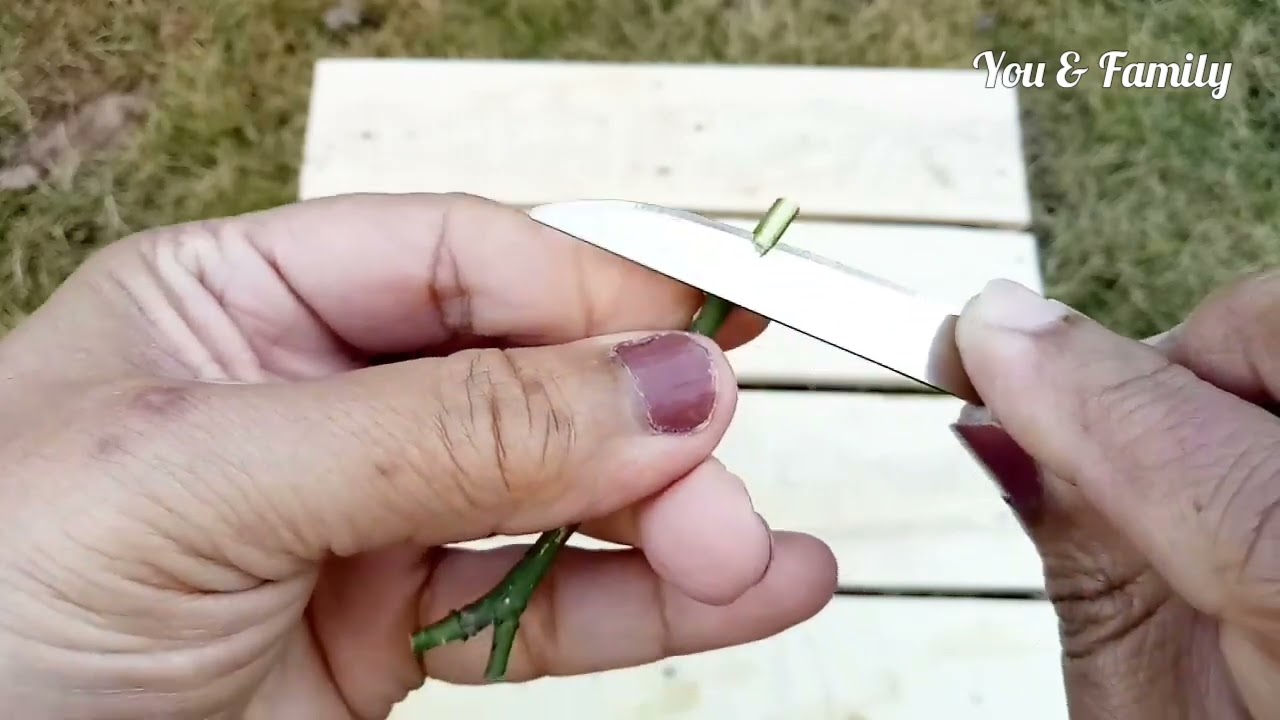 Grafting Grapefruit On Orange Tree | Grafting Plants | Grafting Technique | Gardening Tips