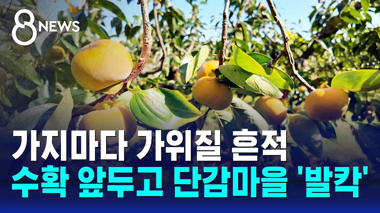 가지마다 가위질 흔적…수확 앞두고 단감마을 '발칵' / SBS 8뉴스
