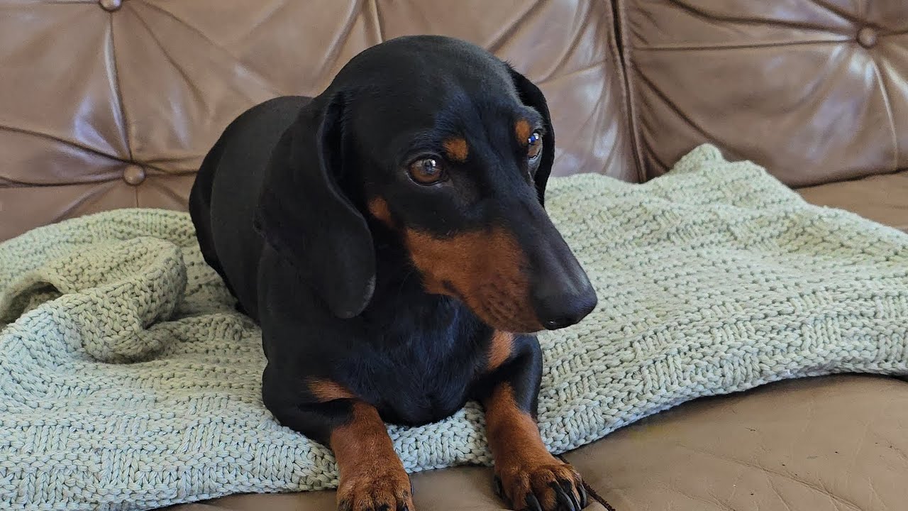 NEW VIDEO!♡|HEIDI MINI DACHSHUND MISSED YOU ❤️