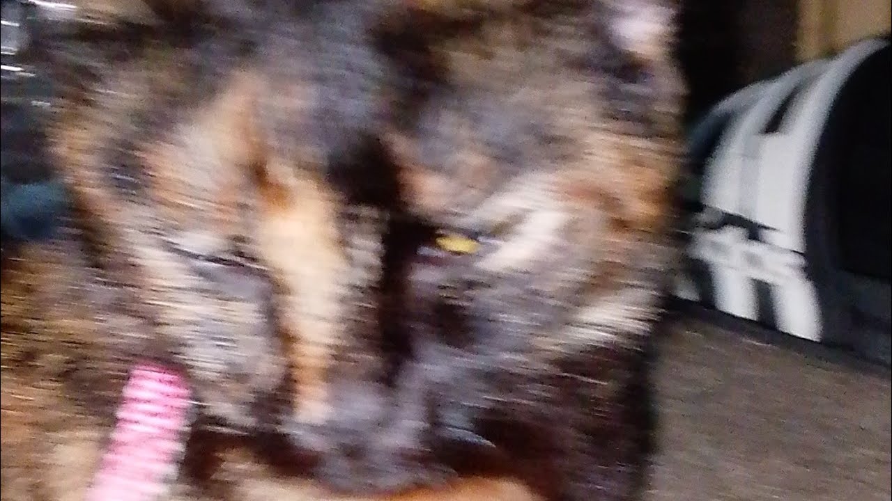 Gracelyn 3130 Tv is live! My Cat Bibi Pakul Is Going To Sleep