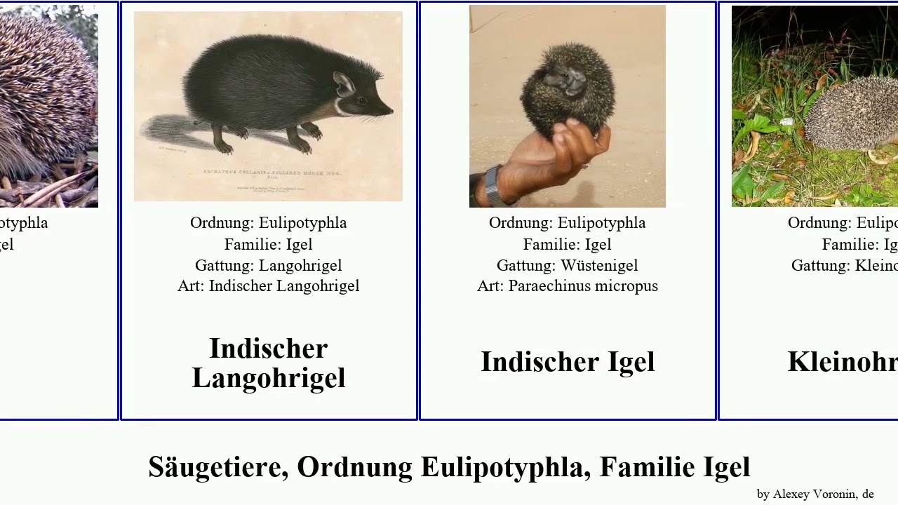S&auml;ugetiere, Ordnung Eulipotyphla, Familie Igel mammal Langohrigel Wei&szlig;brustigel Rattenigel Yishama