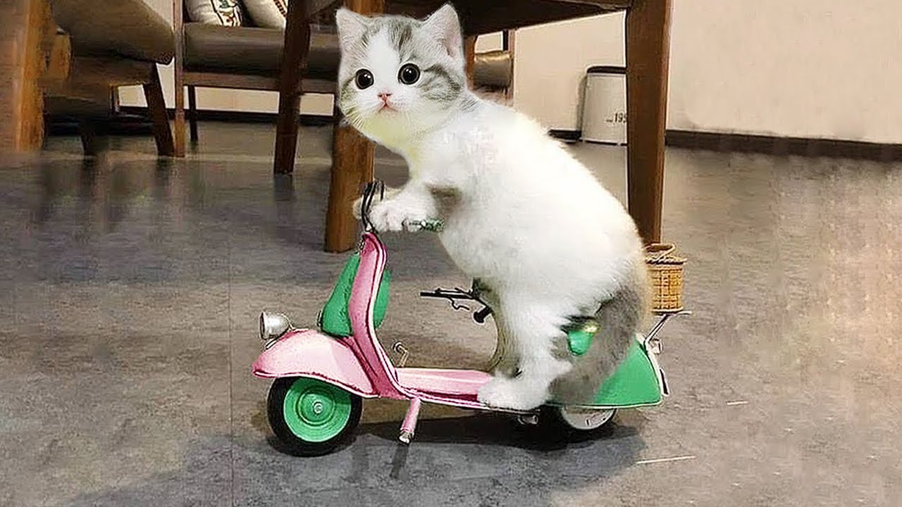 Nuevos clips de gatos y perros más divertidos de 2025 😻🐶Intenta no reírte 🤣😍 Parte 7