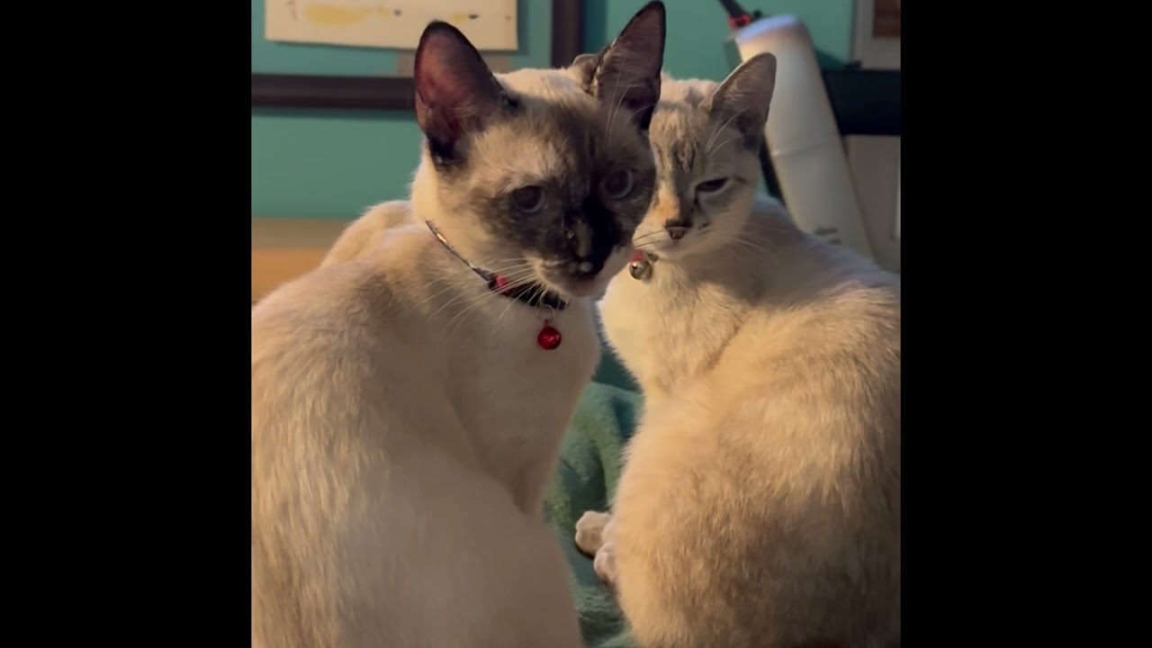 MIs gatitos juguetones