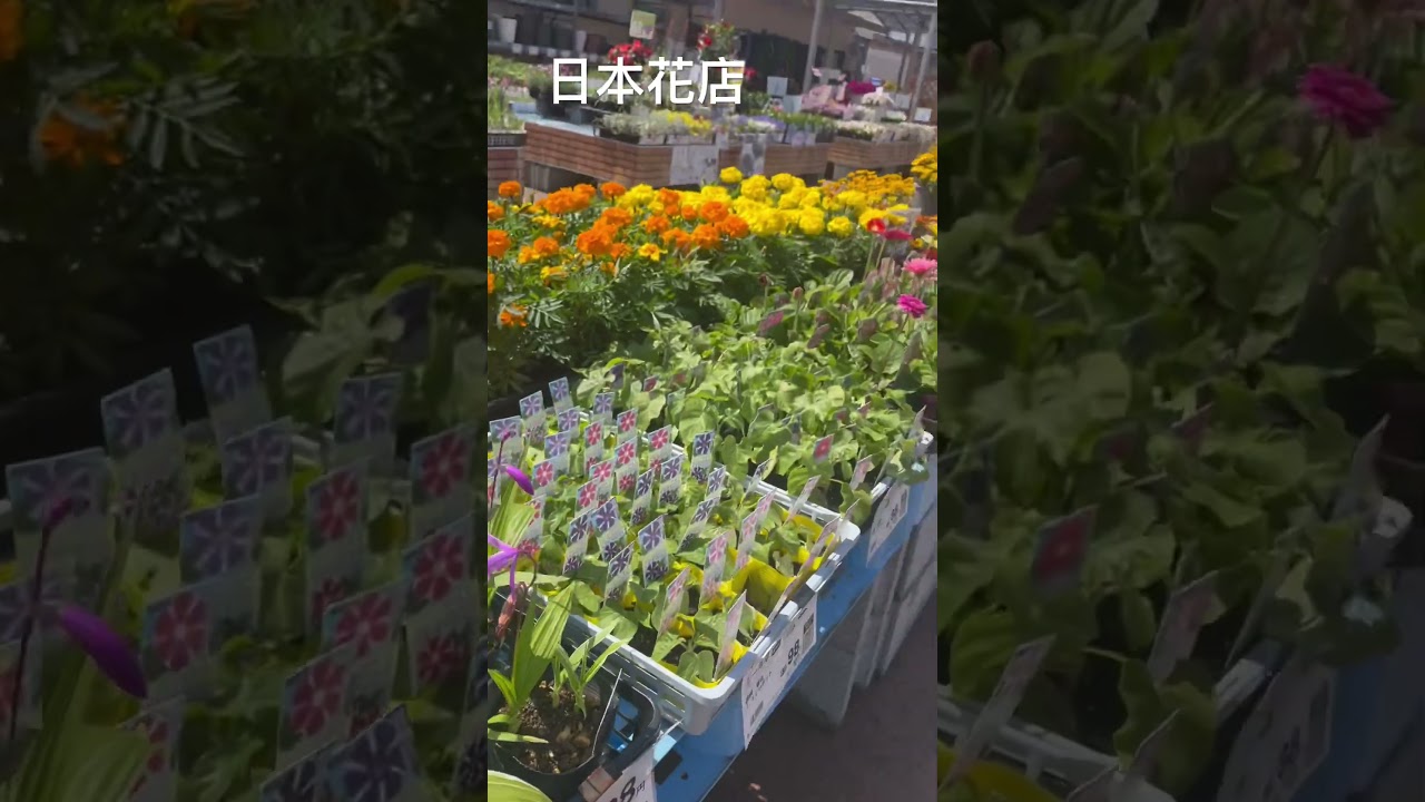 ##日本花店  #日本園藝 #日本花到底多少錢202305