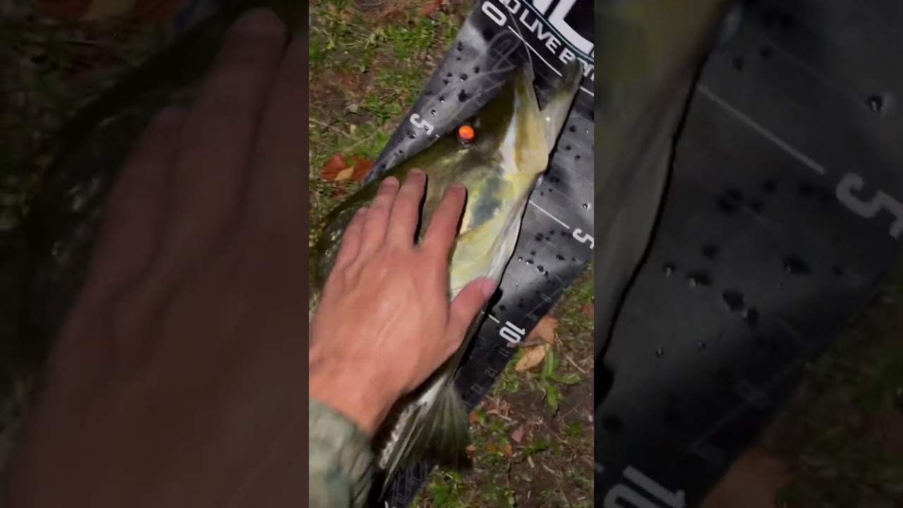 Big snook on ​⁠flairhawk @rrtackle1041 #bigfish #fishing #nolivebaitneeded #snook #snookfishing