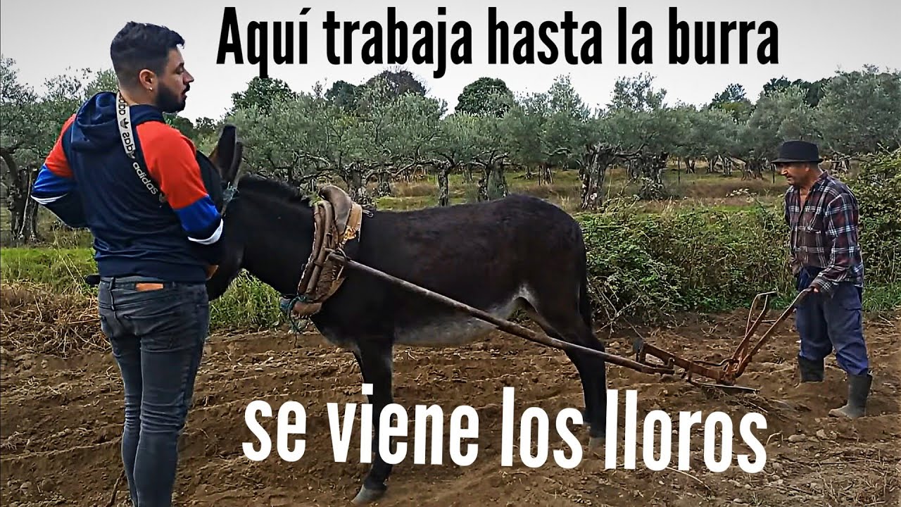 serios PROBLEMAS con los animalistas + Mi abuelo no para y la Torera tampoco