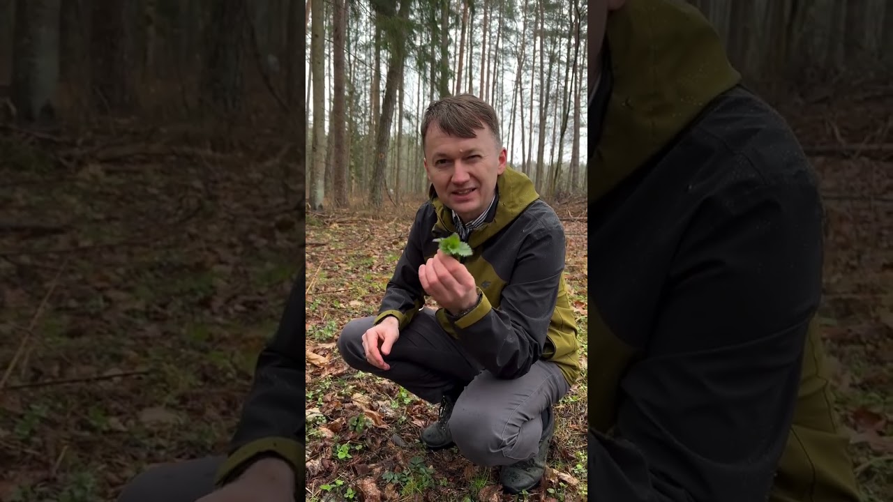 Pokrzywa to nie jest chwast! | Michał Toczyłowski | Narum | Narine