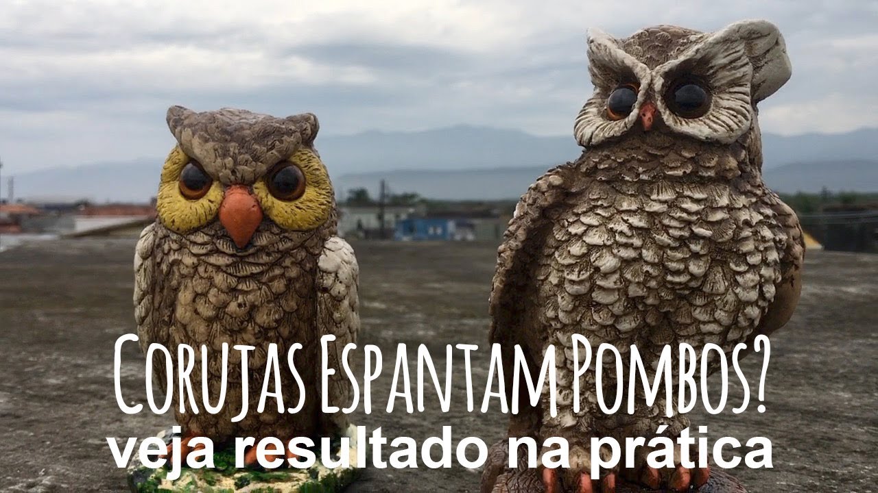 CORUJAS ESPATAM POMBOS? FIZ O TESTE VEJA RESULTADO
