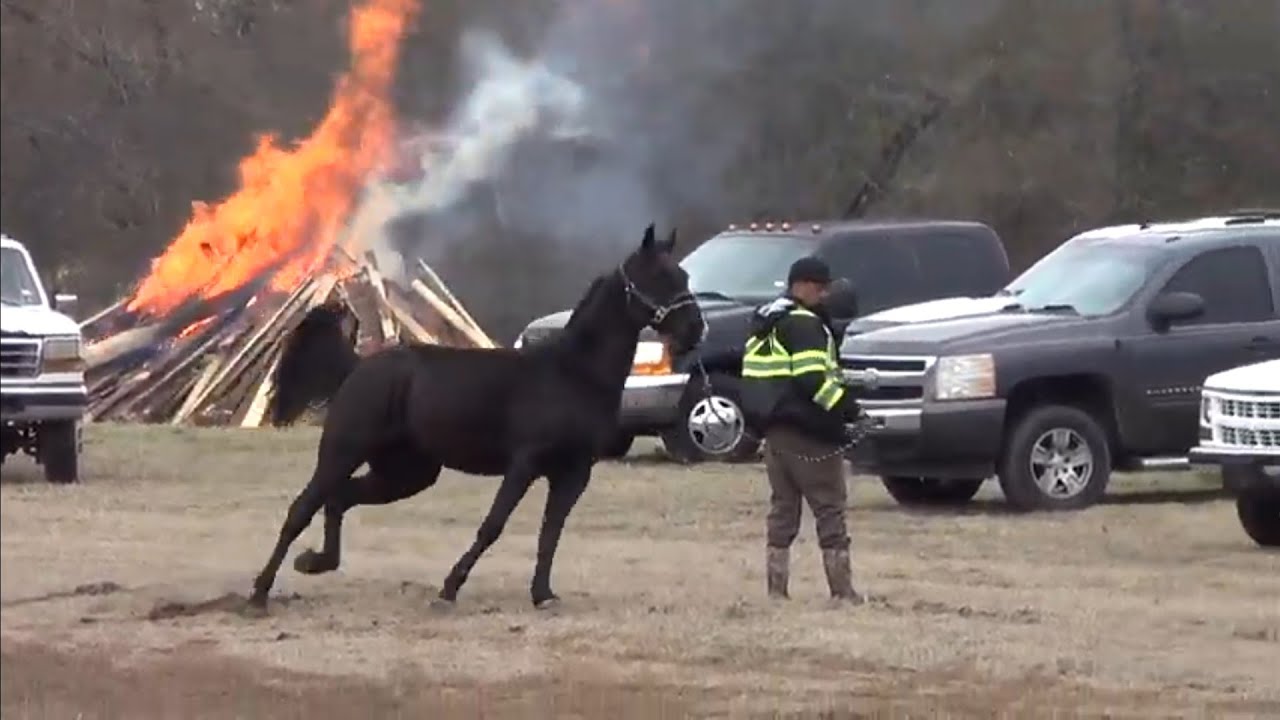 Hooks Trail Riders Walking Horse Bonfire