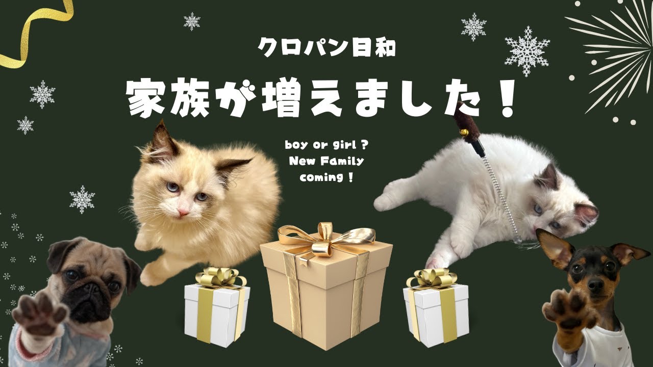 【家族が増えました！】ラグドール〇〇の仲間入り！！