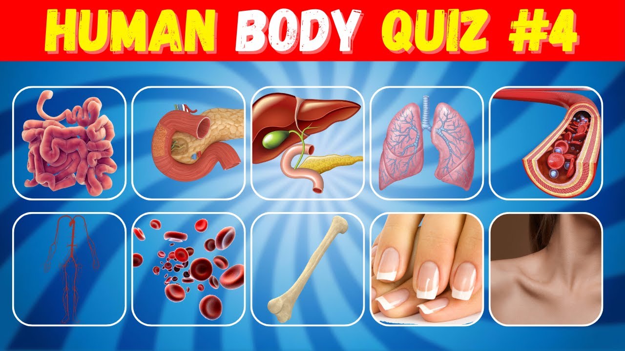 Can You Pass This Human Body Quiz? 🧠#4 Easy, and Engaging General Knowledge Questions | Quiz Bunnies