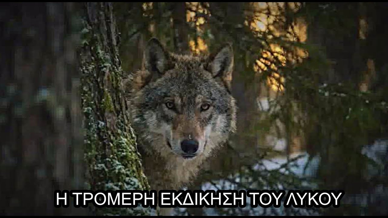 Η ΤΡΟΜΕΡΗ ΕΚΔΙΚΗΣΗ ΤΟΥ ΛΥΚΟΥ
