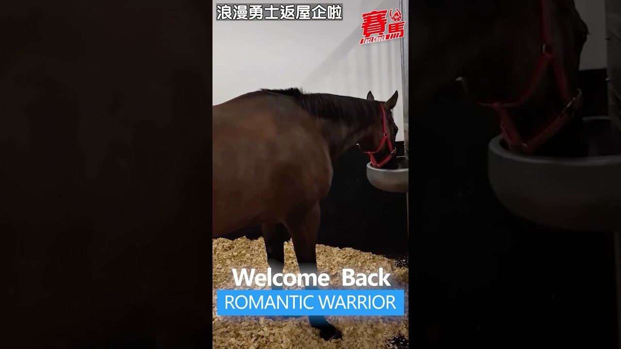 馬王浪漫勇士終於返到香港啦！ Welcome back to Hong Kong, ROMANTIC WARRIOR! #競馬#賽馬FactCheck (Film:HKJC)
