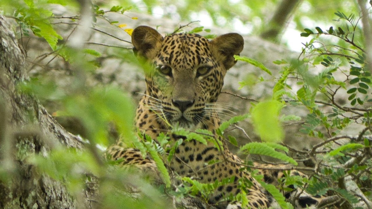 Yala National Park, Sri Lanka