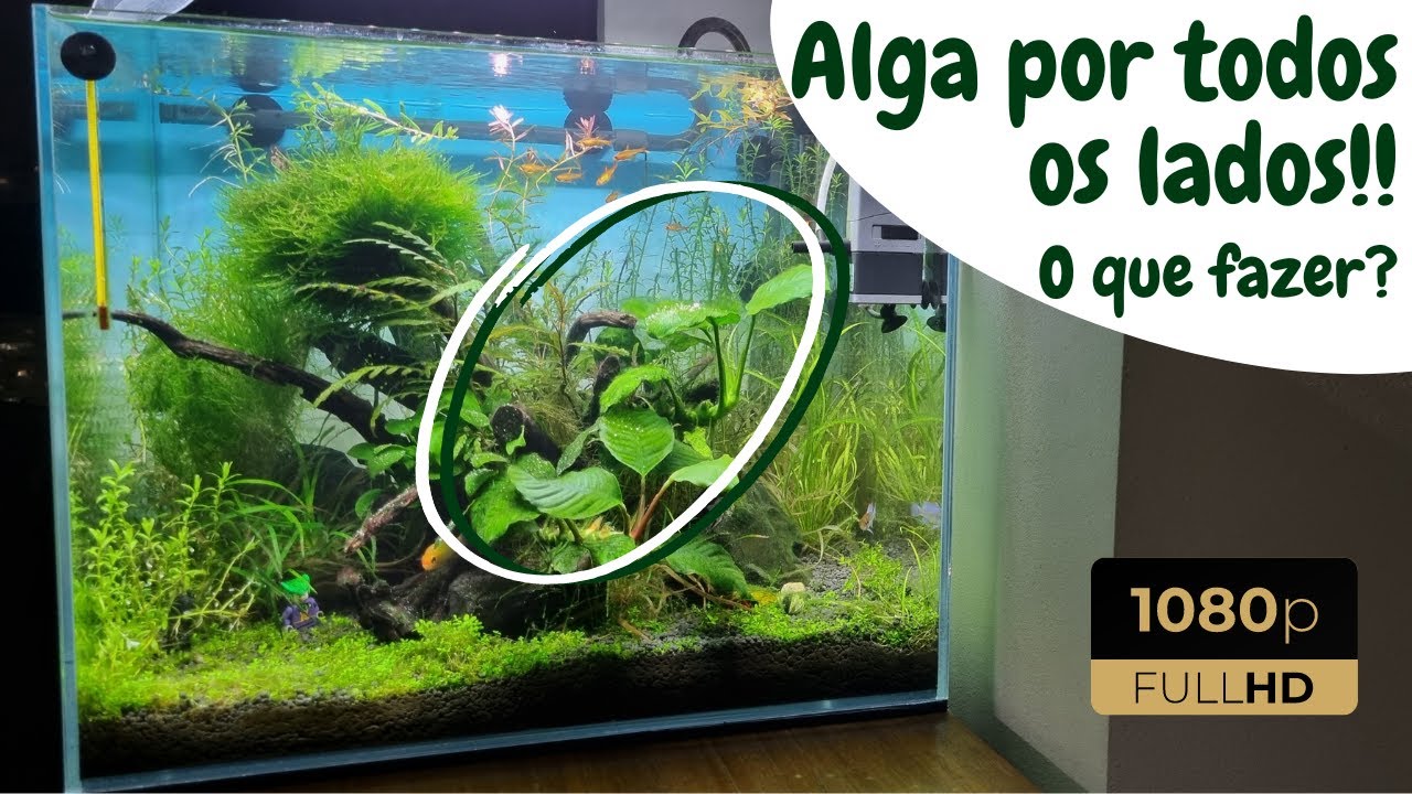 ALGA FILAMENTOSA | Por Que Surge, Como Reduzir, Dicas e Mais