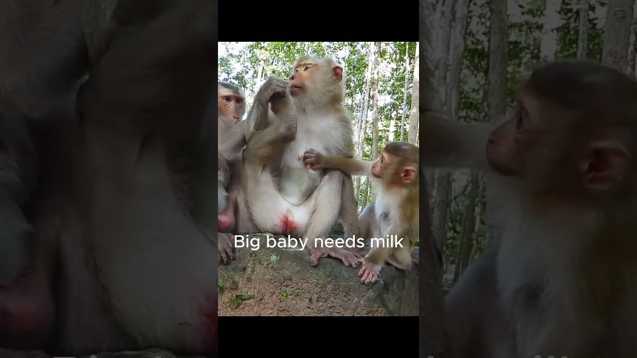 Big baby needs milk, #foryou #relax #monkey #fyp #fun #diy  #cute