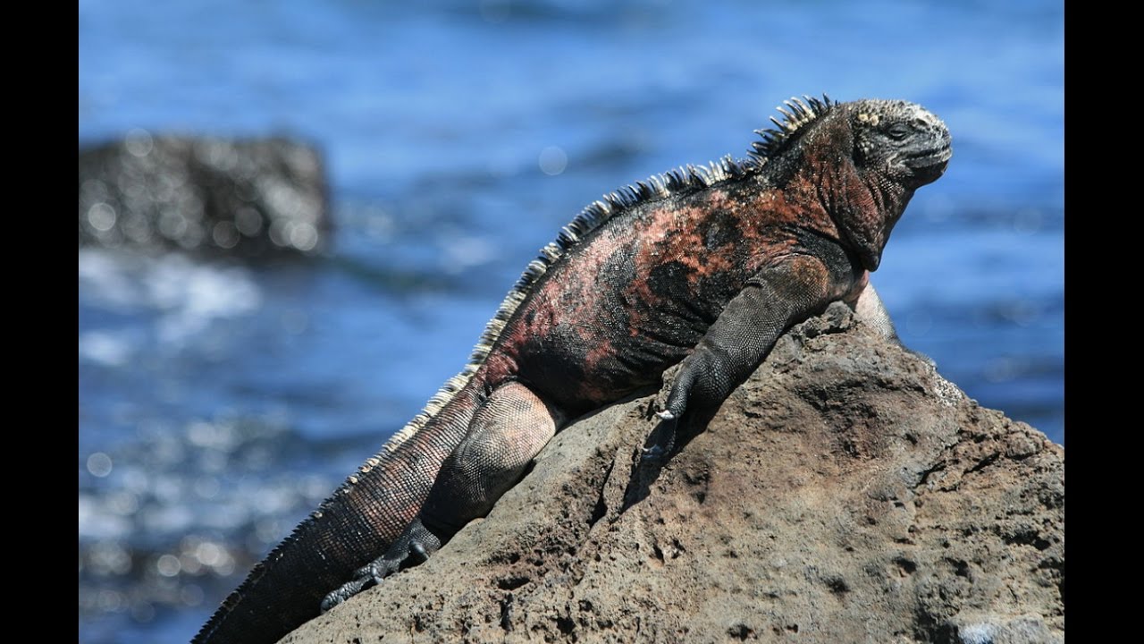 Marine Iguana-The swimming lizard