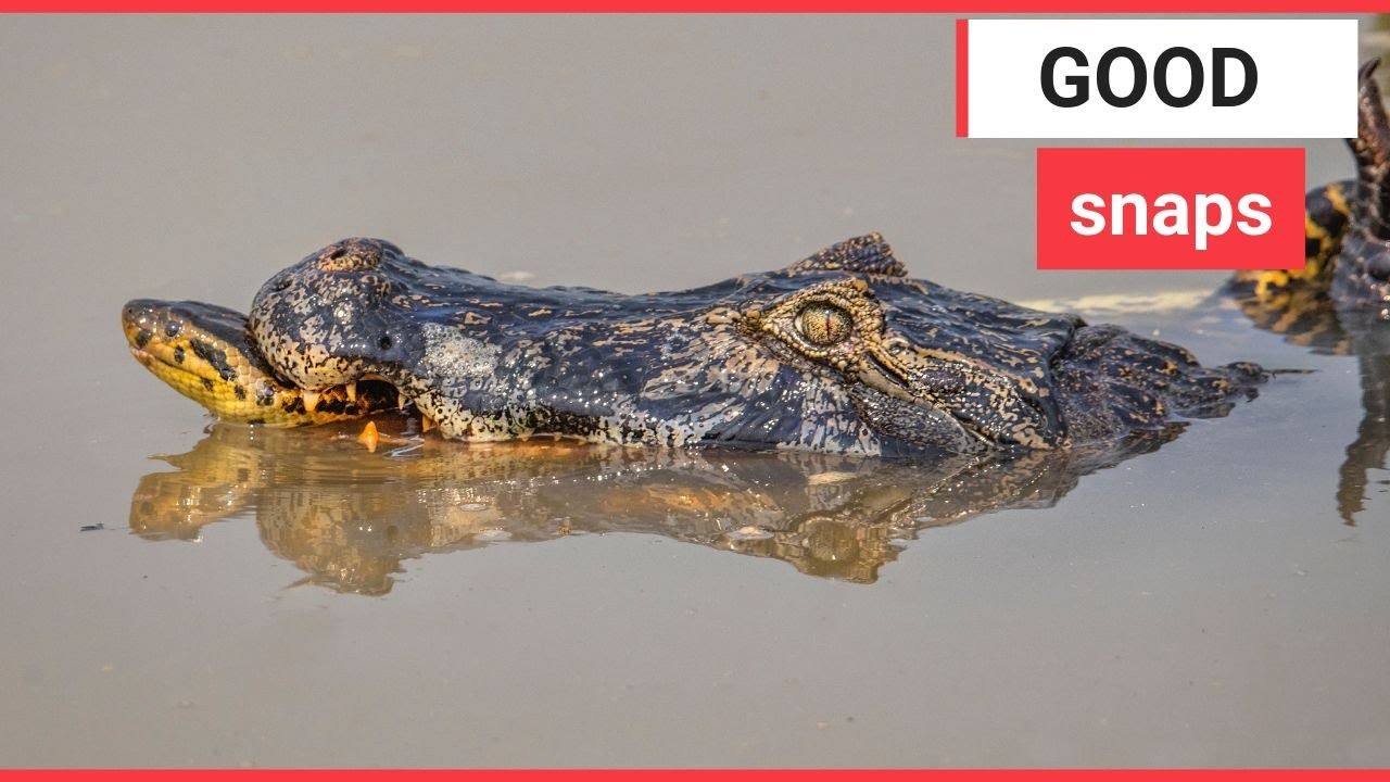 Epic battle between a crocodile and anaconda | SWNS TV