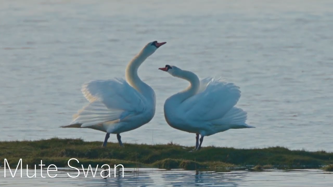 Llanelli WWT Wetland Centre 19 Oct 24
