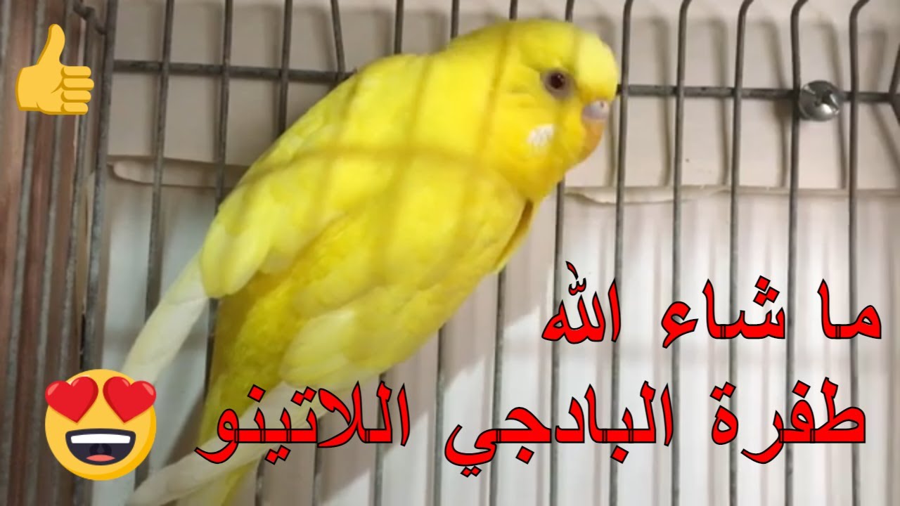 طفرة البادجي اللاتينو مواصفاتها و كيفية انتاجها