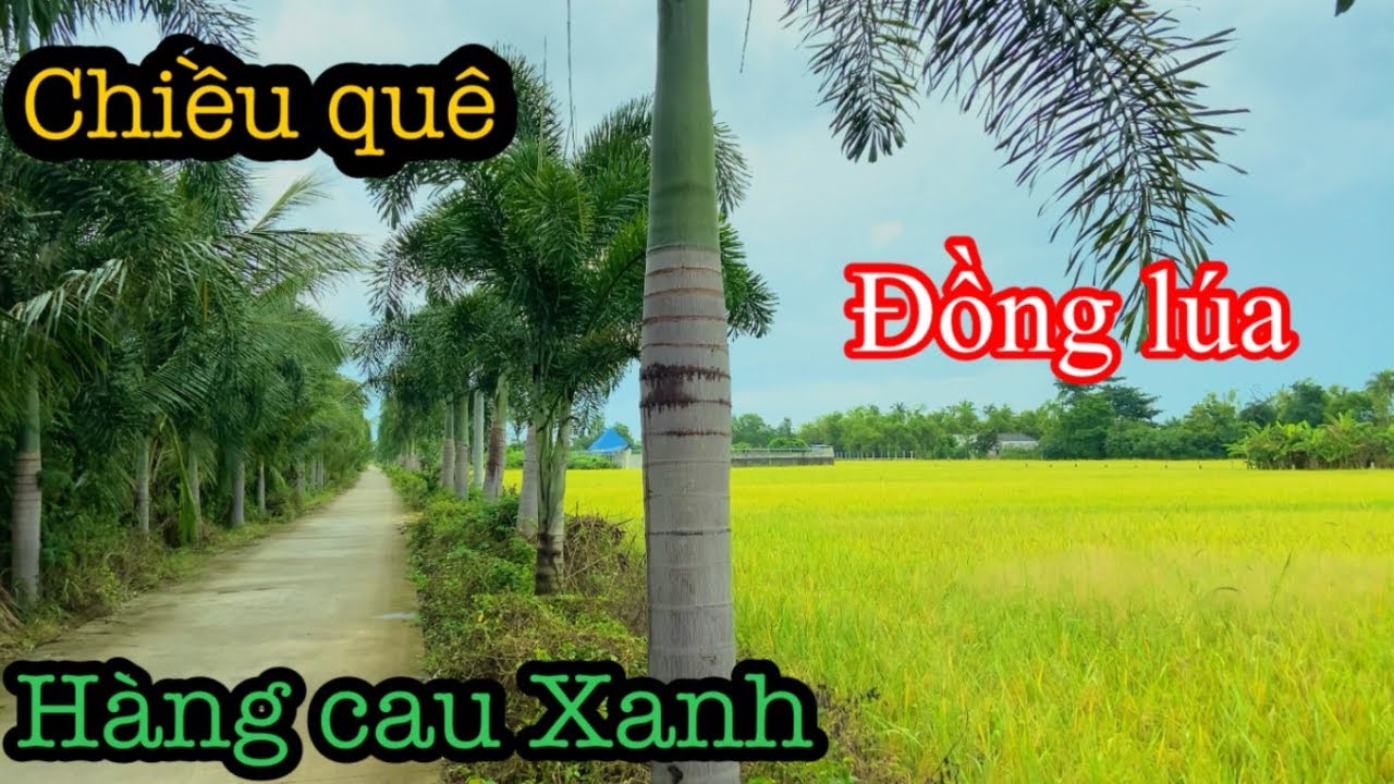 Chiều mưa trên đường quê Long An | Buồn mà đẹp 