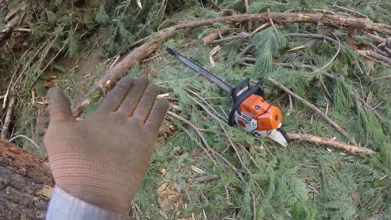 Stihl ms500i vs A Tall Pine, Using Mini Swing & Soft Dutchman Combo, Sizzwell Added for the ICING