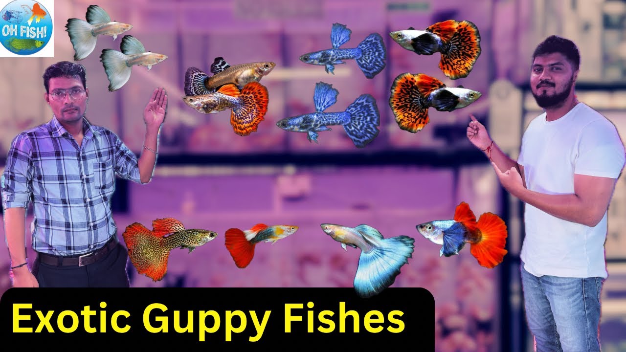 All Types Of Guppy Fishes at Pari Aquarium | Kurla Aquarium Market