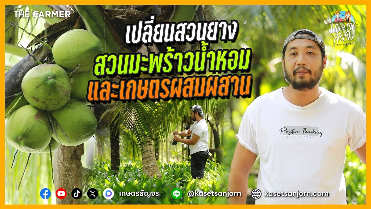 เปลี่ยนสวนยาง เป็นสวนมะพร้าวน้ำหอม และเกษตรผสมผสาน สร้างรายได้อย่างยั่งยืน | เกษตรสัญจร