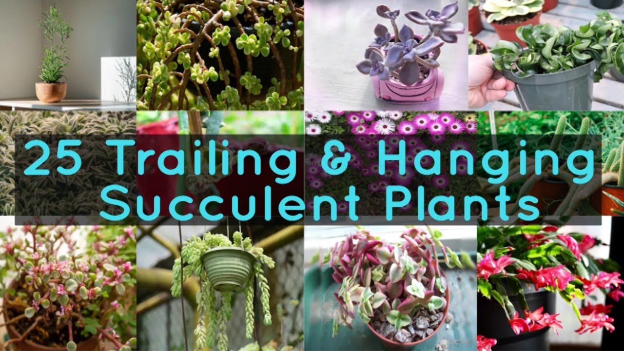 25 Trailing & Hanging Succulent Plants