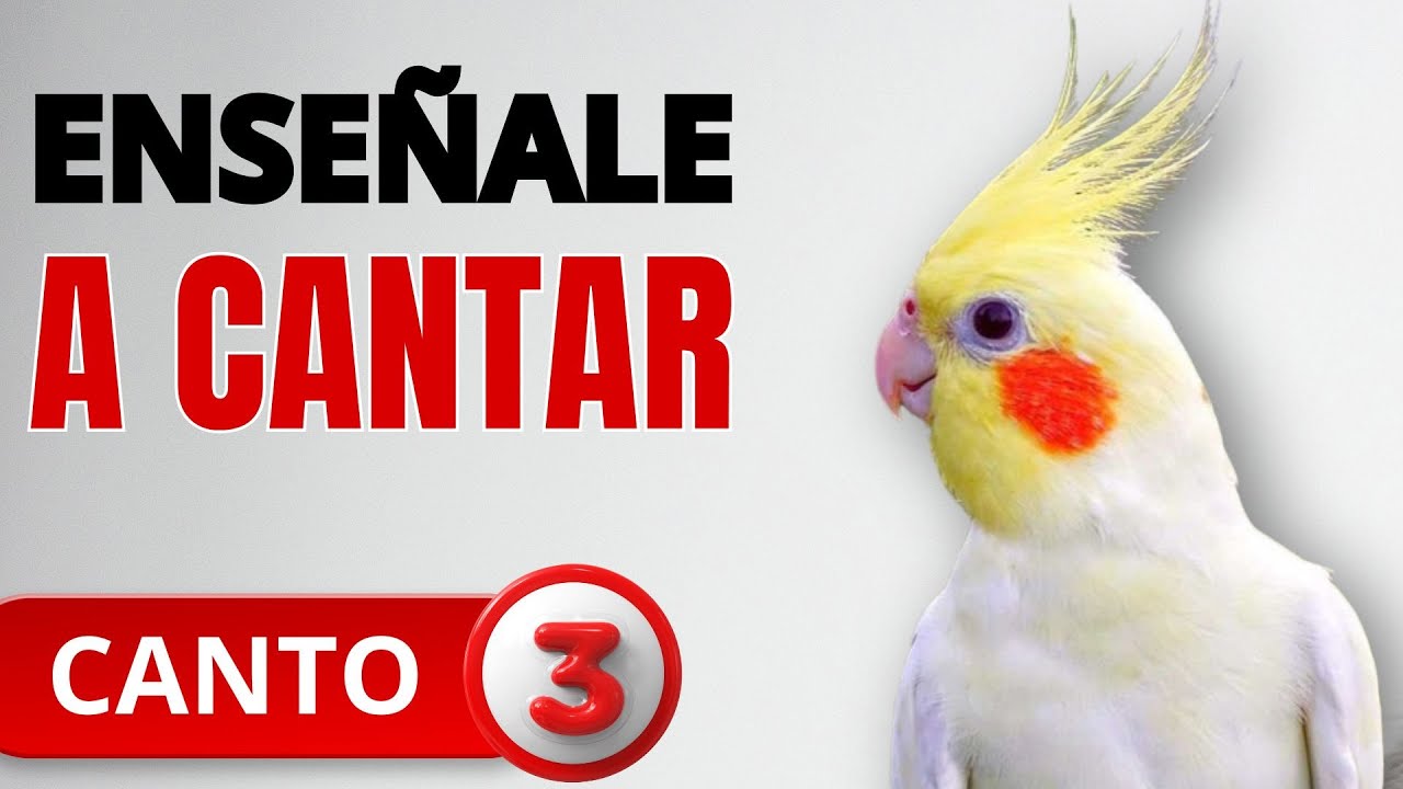 🎶 ¡Enseña a tu Cacatúa a Cantar en Solo 1 Hora! 🦜 Tips Fáciles para Calopsitas y Ninfas 🐦