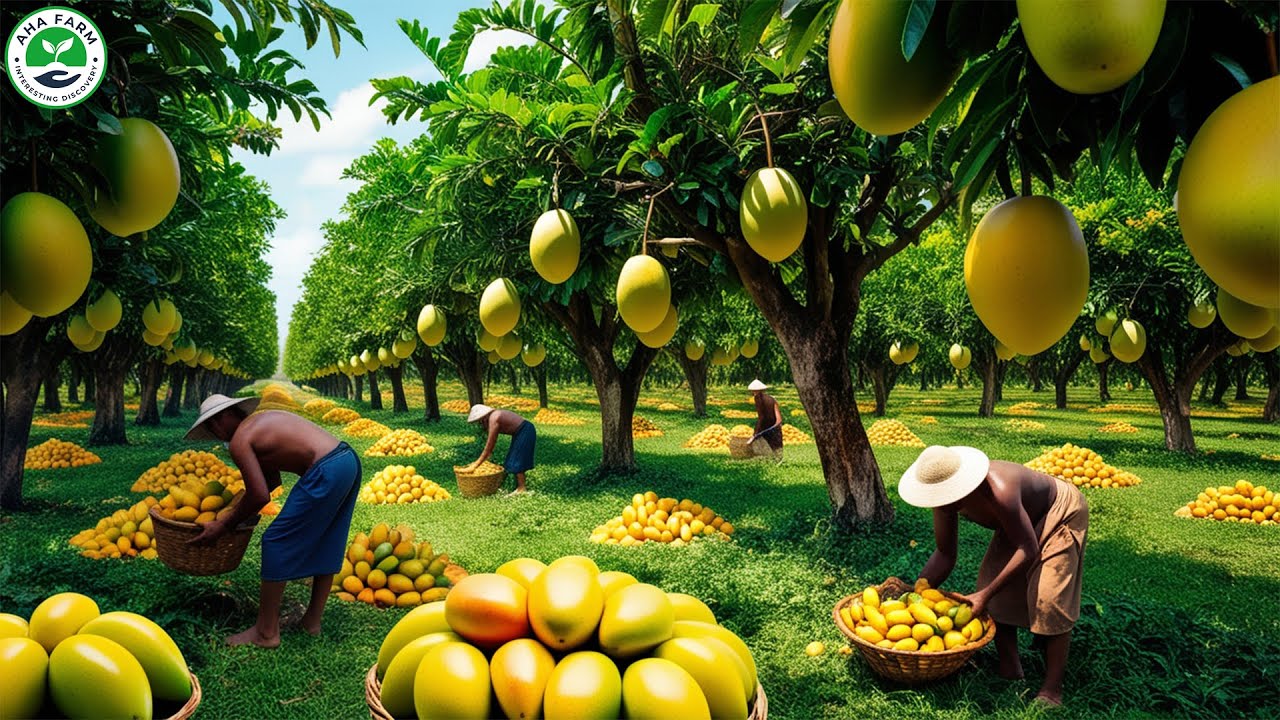 How Thai Farmers Harvest Millions of Mango   Mango Fruit Farming  Farming Documentary
