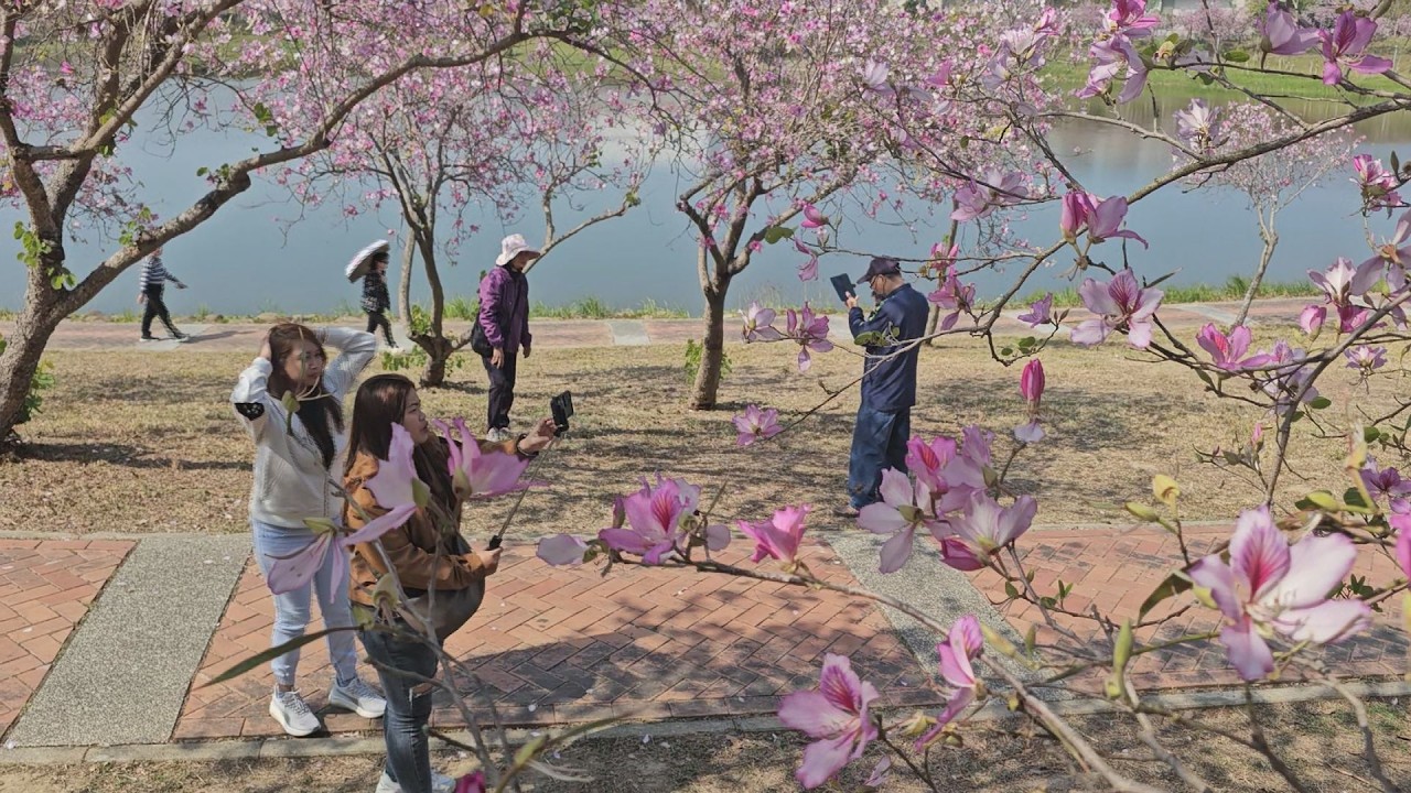 堤塘湖羊蹄甲綻放 粉色花海吸引人潮駐足-新永安新聞