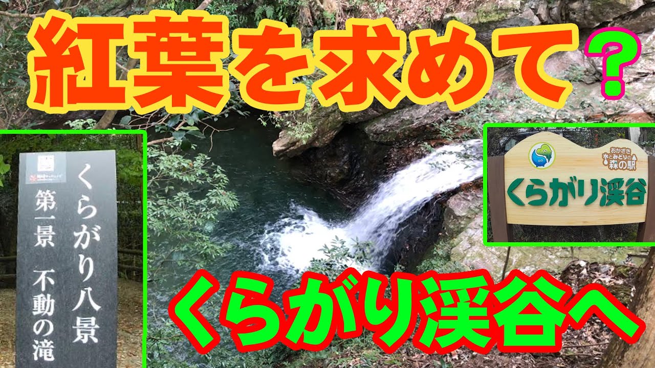 紅葉を求めて初のくらがり渓谷へ。 新緑並の青葉が凄かった！😁 　#くらがり渓谷、#くらがり八景、#道の駅藤川宿 　Kuragari Valley in search of autumn leaves.