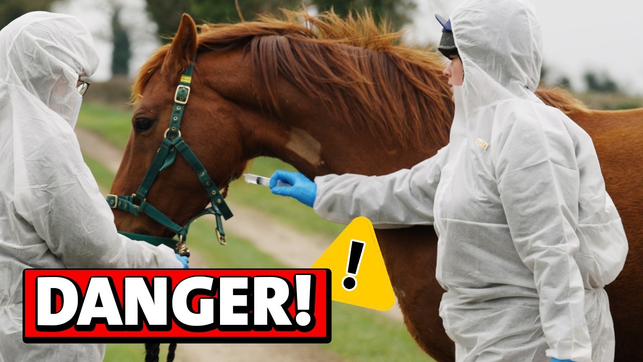 The Hidden Dangers Behind a Horse Rescue