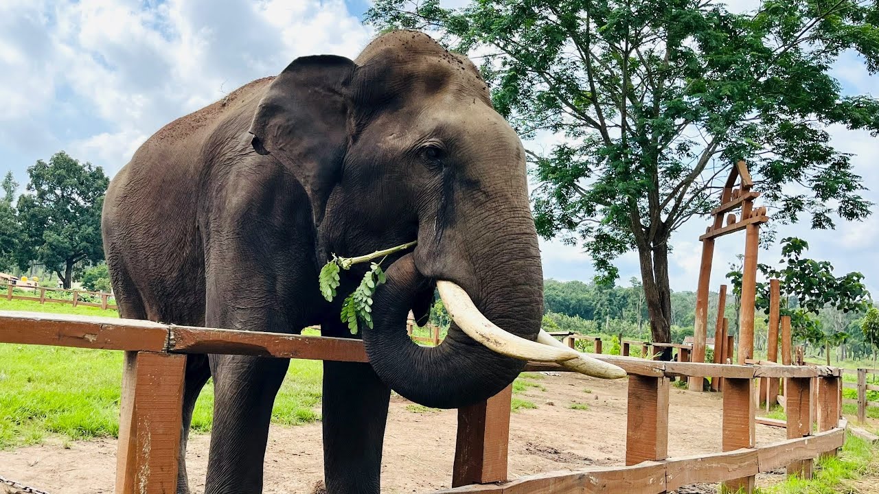 🐘Dubare Elephant Camp. 🐘