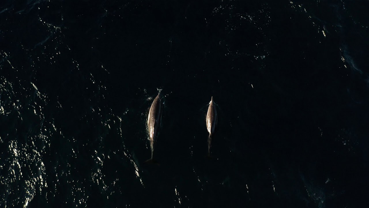Short-beaked common dolphins Point Dume, CA