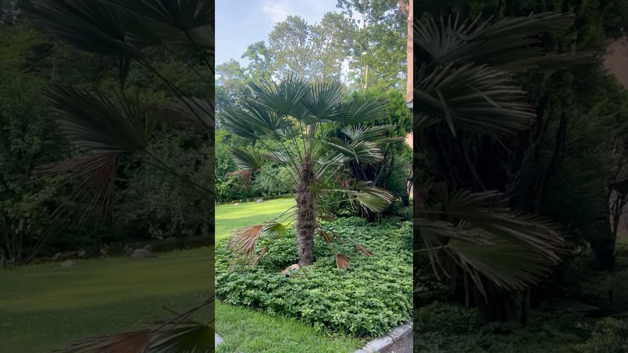 Subtropical and perennial garden #gardening #coldhardy #plants #summer #garden #nature #fyp #nature