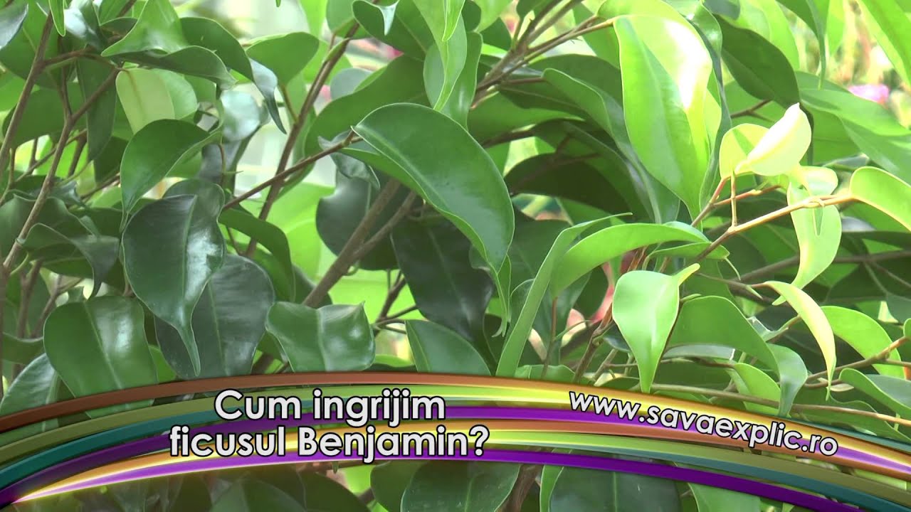 Cum sa ingrijim ficusul Benjamin?