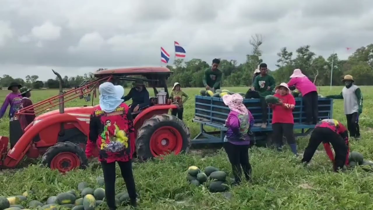 นายสันติภาพ รามสูต /17-2-69 เกษตรกรเมืองสงขลามีเฮ ลงแขกเพื่อนบ้านเก็บแตงโมขายสร้างรายได้
